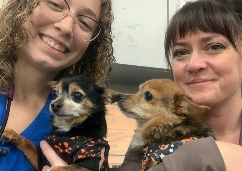 Home Downtown St Pete Vet Clinic St. Petersburg